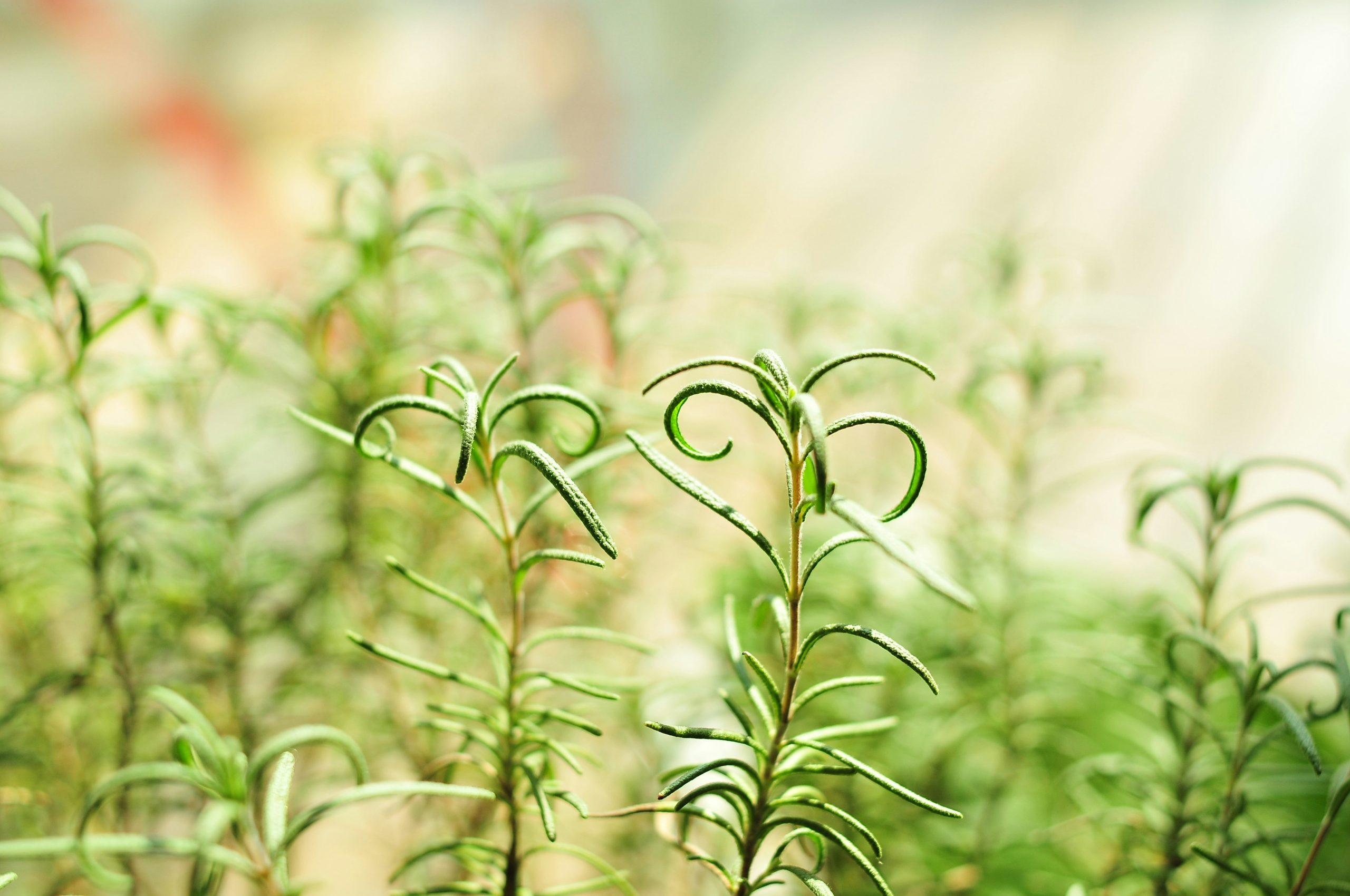 lemon balm leaves