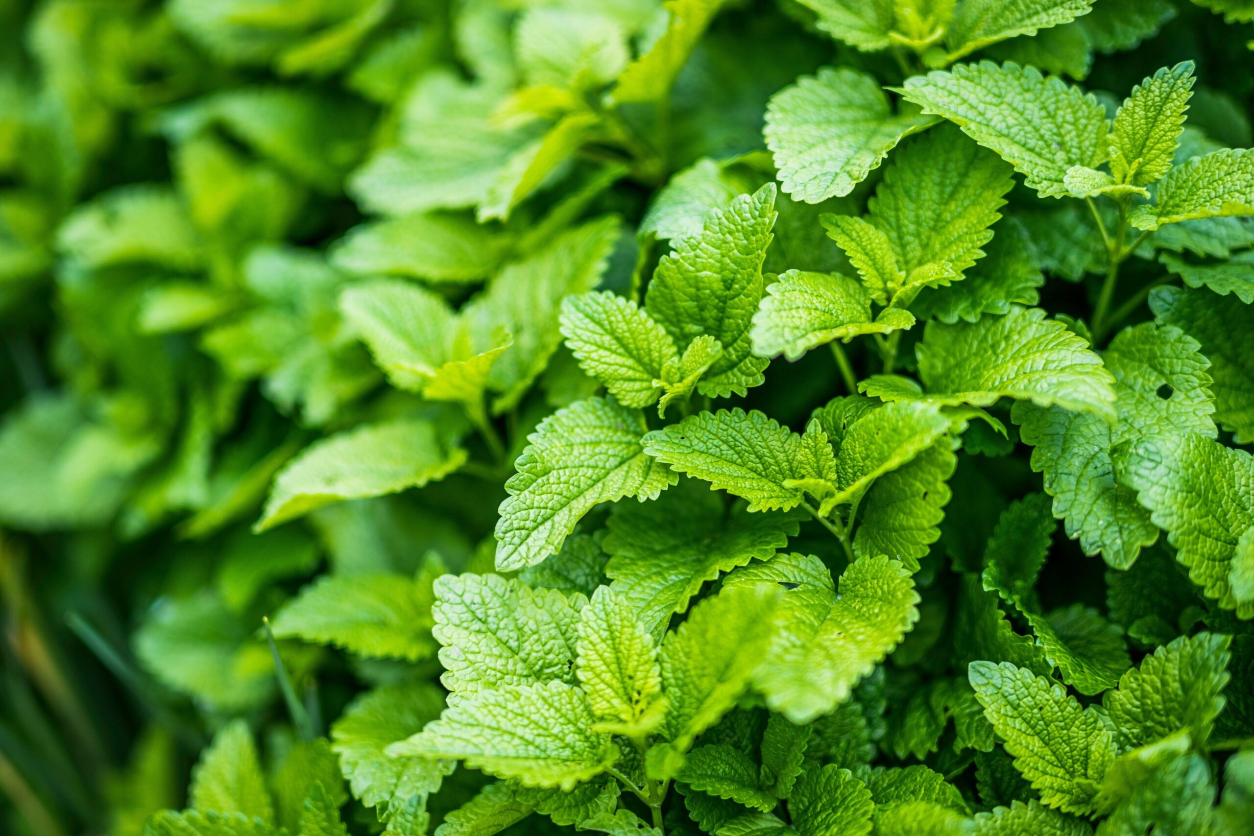 A close-up photo of fresh green lemon balm leaves with dew drops.