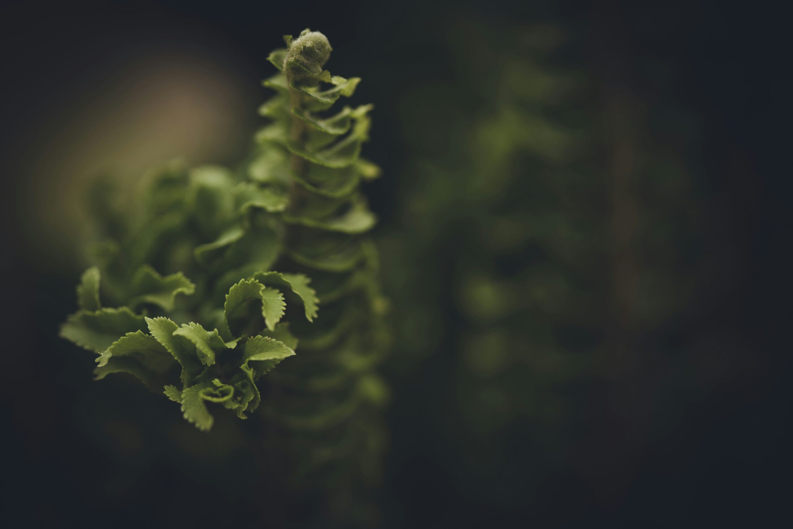 Discover Herbal Relaxation: The Role of Lemon Balm in Weight Loss and Wellness