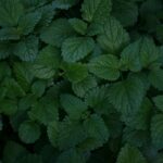 Herbal Relaxation: How Lemon Balm Can Transform Your Weight Loss Journey