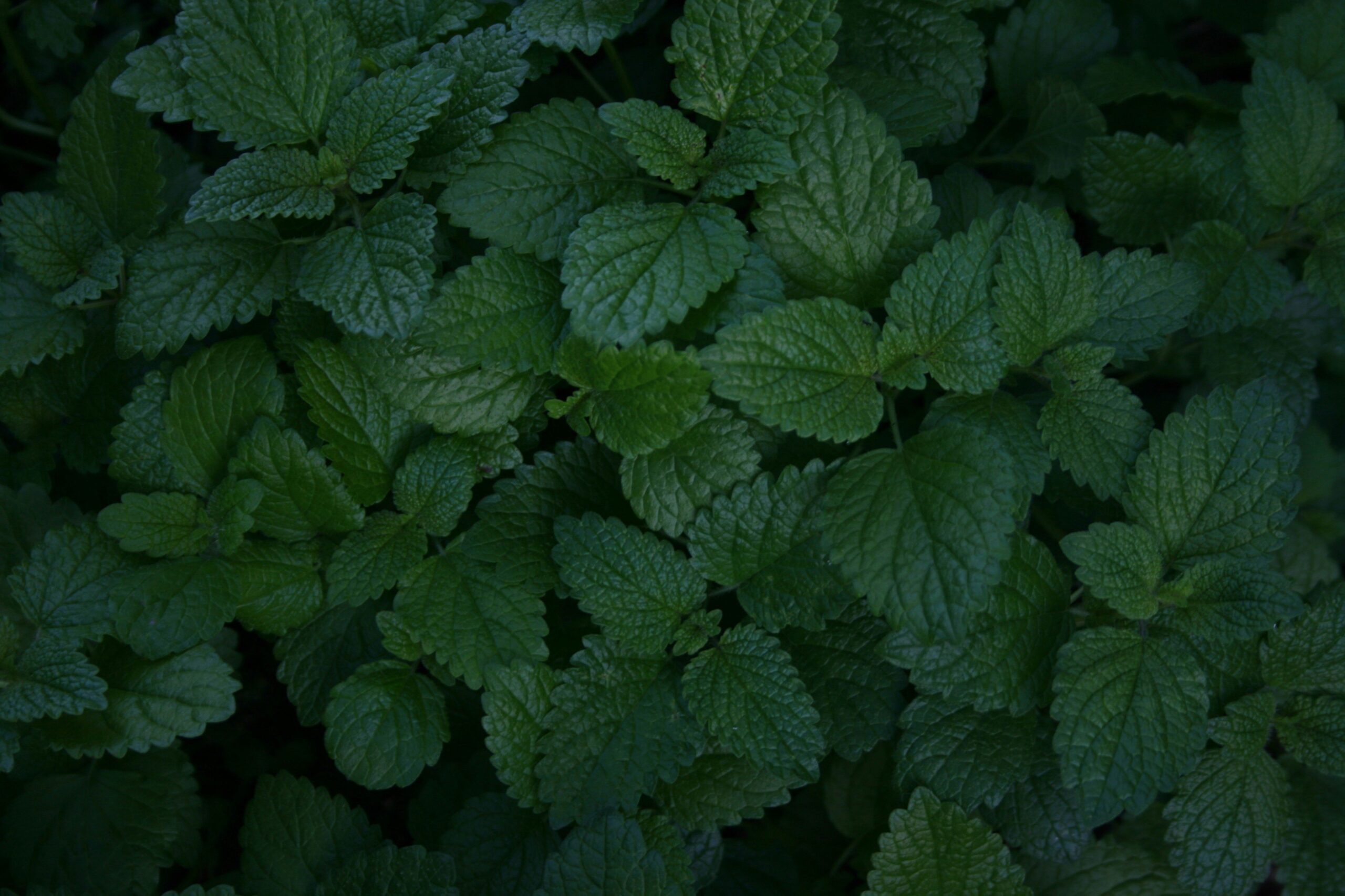 Herbal Relaxation: How Lemon Balm Can Transform Your Weight Loss Journey