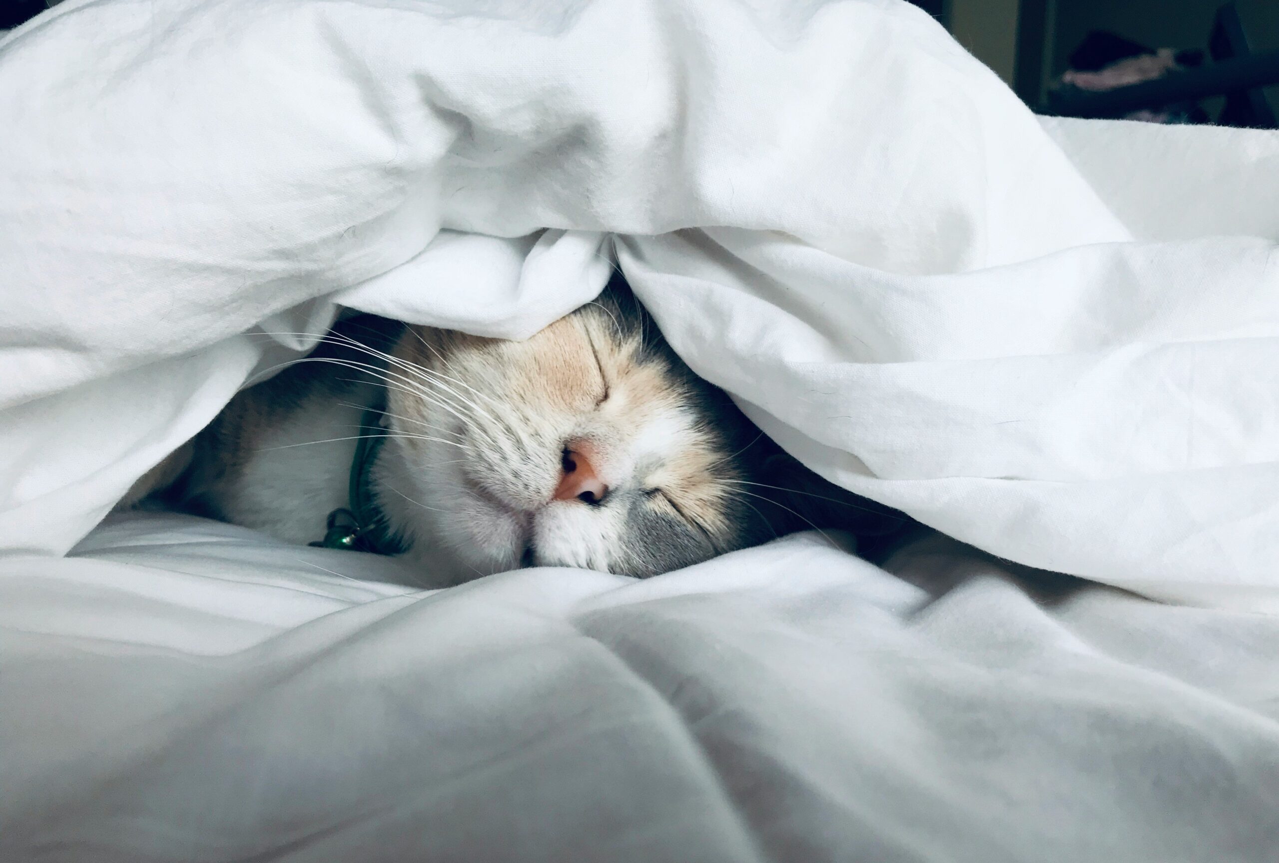How Lemon Balm Can Transform Your Restful Nights (and Why You Should Care)