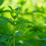 Mental Health Herbs: How Lemon Balm Can Help You Lose Weight and Boost Your Wellness Journey