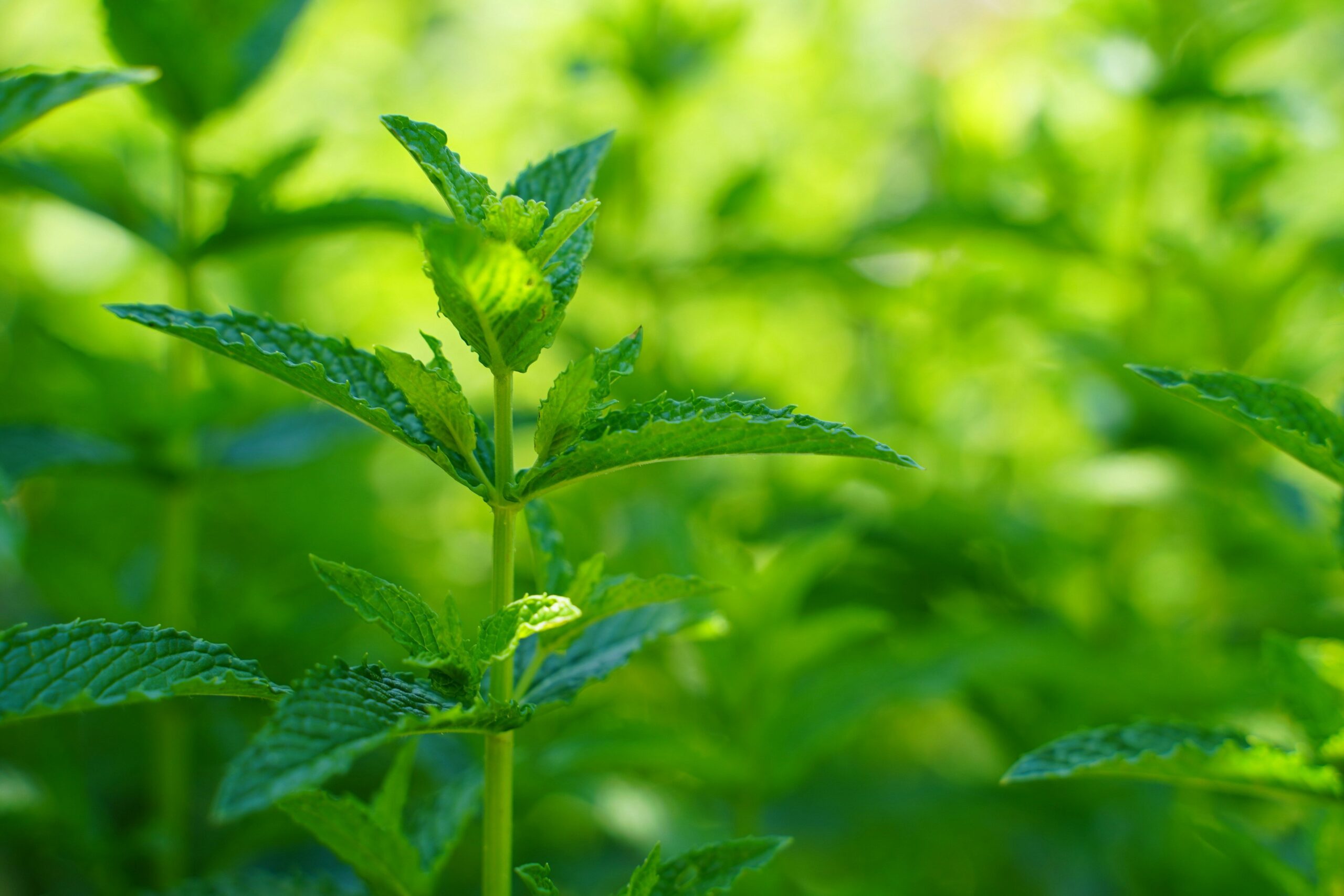 Mental Health Herbs: How Lemon Balm Can Help You Lose Weight and Boost Your Wellness Journey
