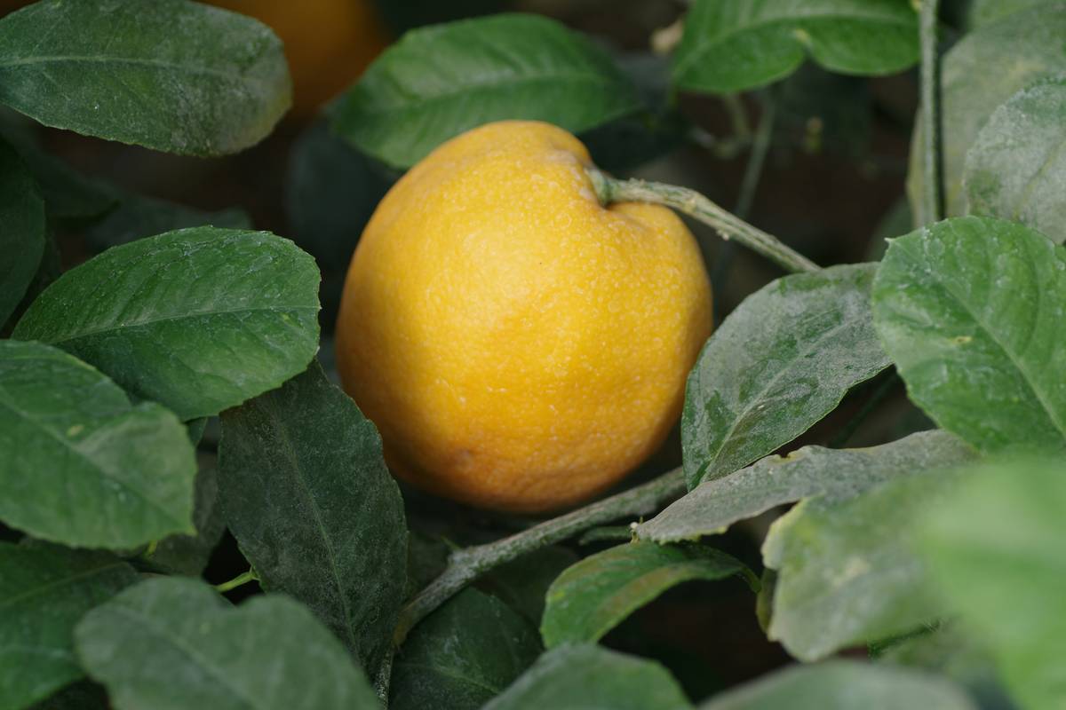 An infographic showing benefits of lemon balm for sleep