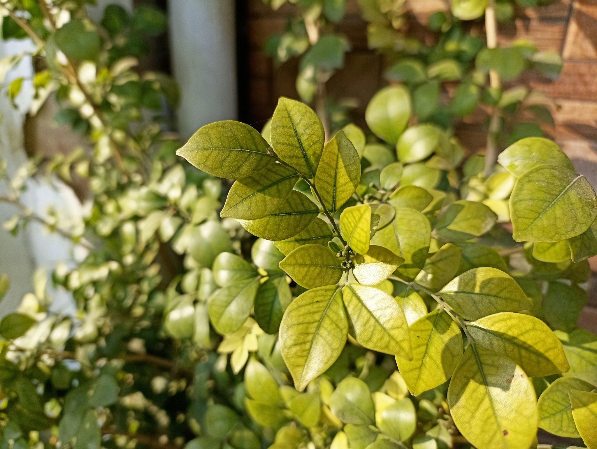 Comparison table illustrating the effects of combining lemon balm with other calming herbs