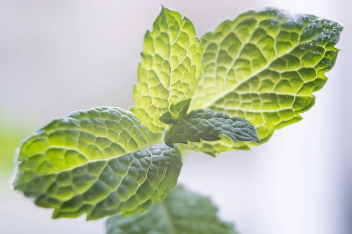 Fresh green lemon balm leaves growing in a garden