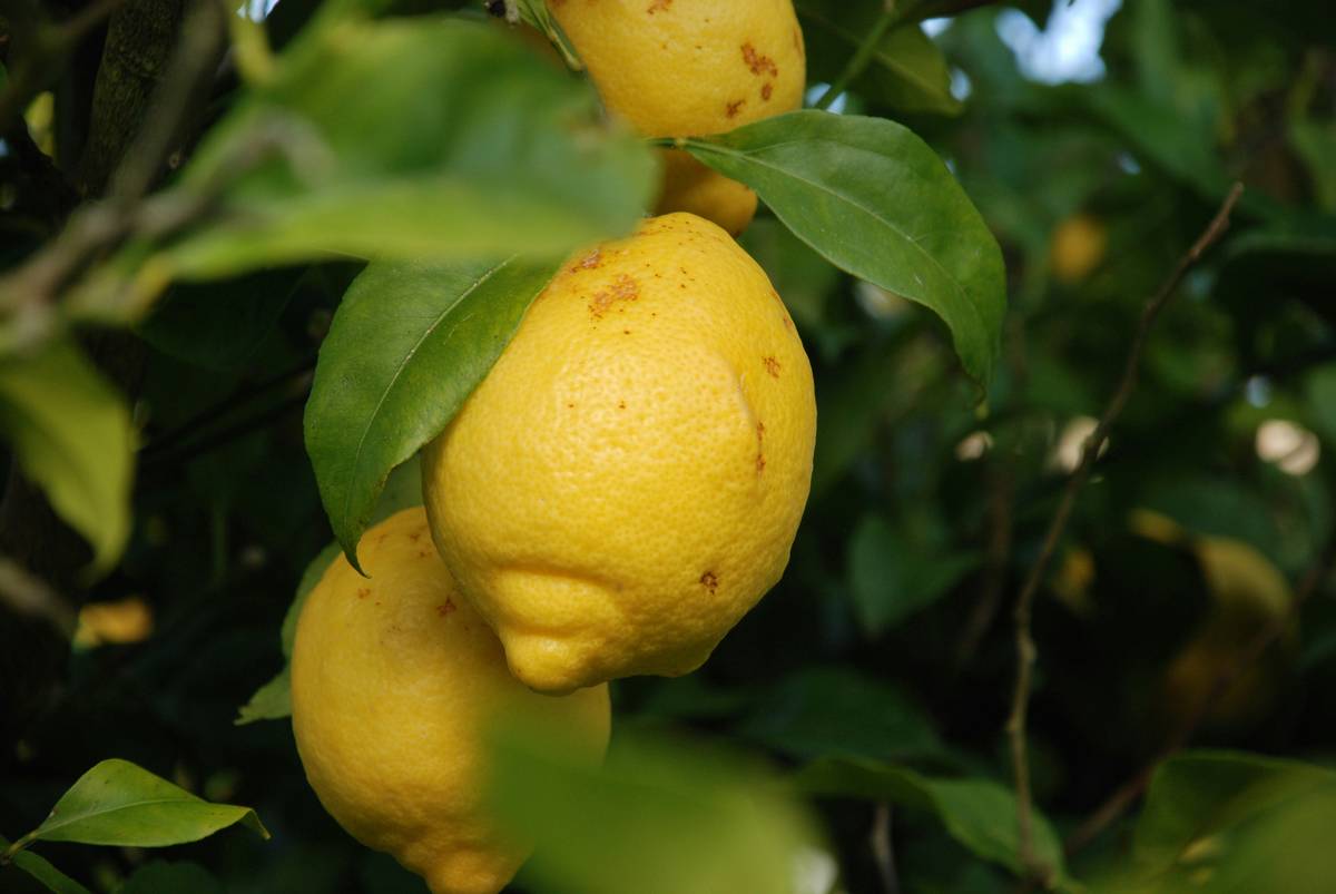 Sleep Lemon Balm: The Secret Ingredient for Better Sleep and Weight Loss