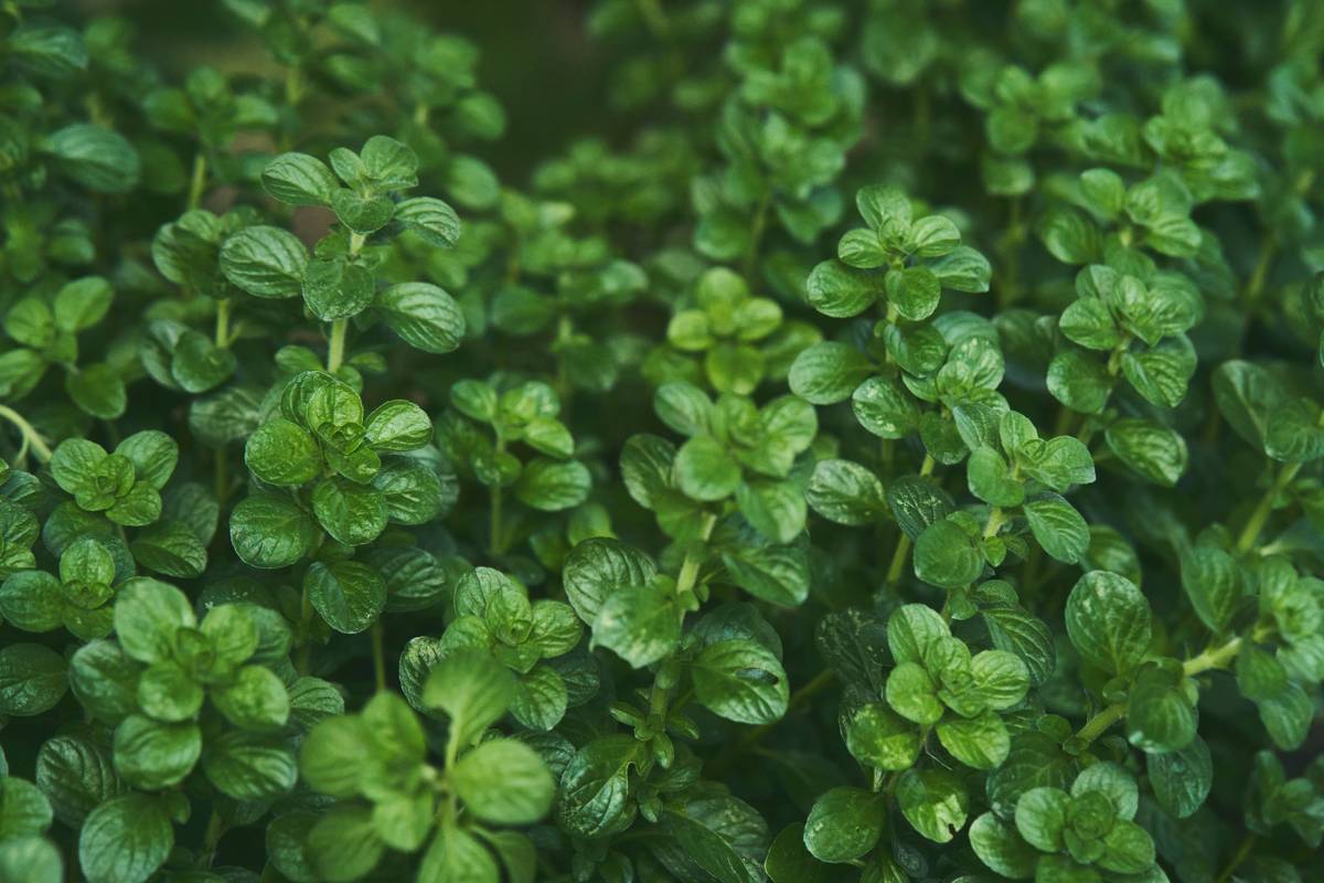The Soothing Power of Lemon Balm: How This Herb Can Transform Weight Loss & Health