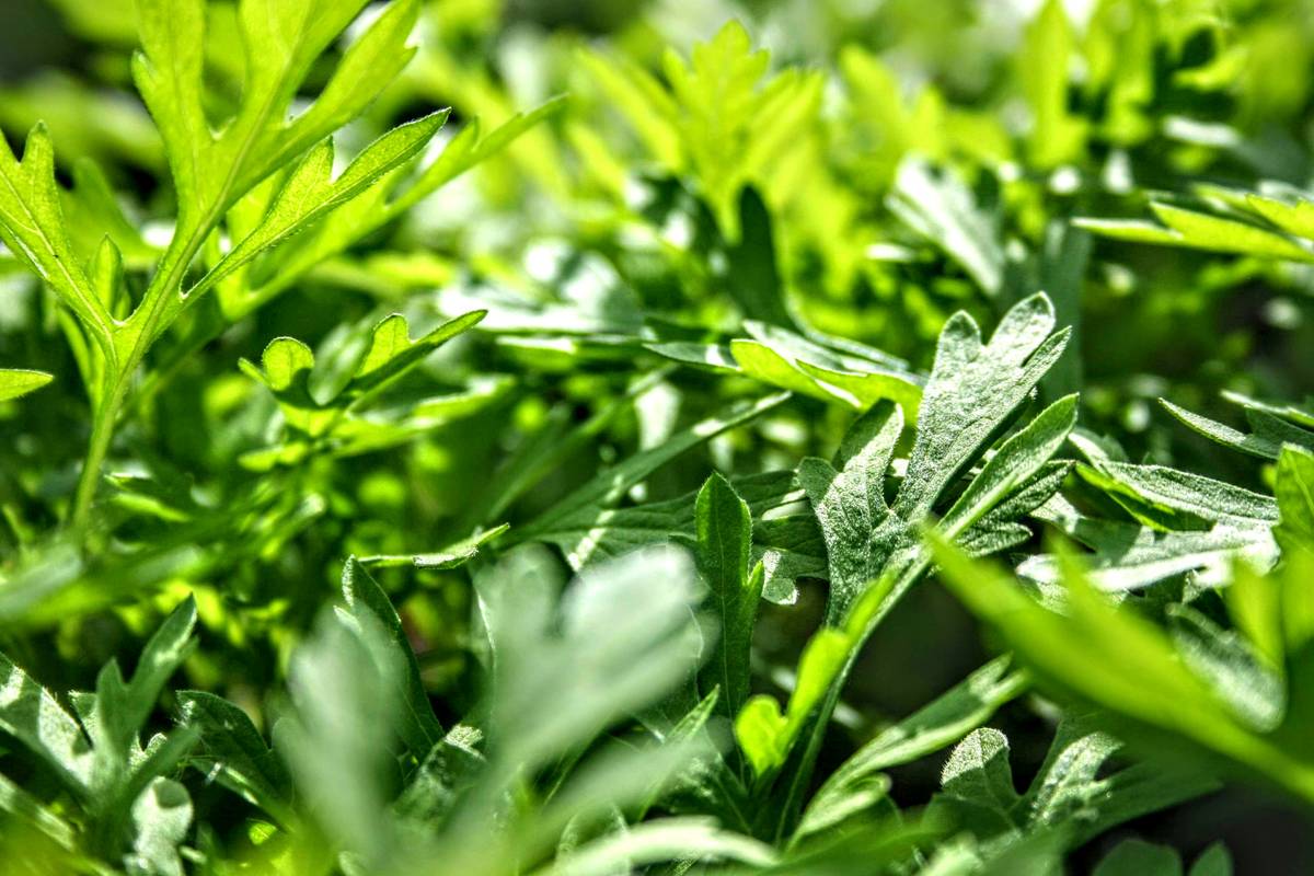 An infographic showing various herbal pairings, including lemon balm with chamomile.