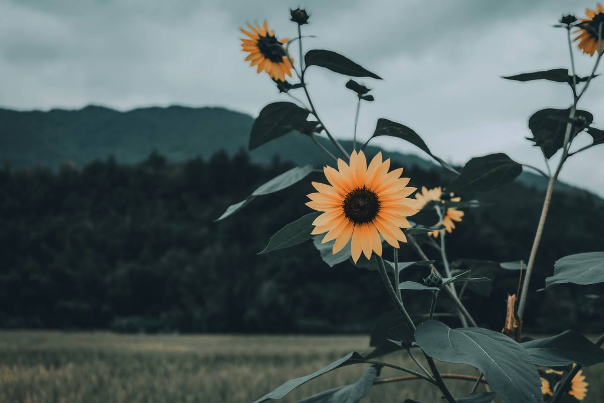 How Lemon Mood Support Can Transform Your Wellness Journey