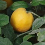Lemon Balm Mood Lift: How This Herb Can Elevate Your Wellness Game