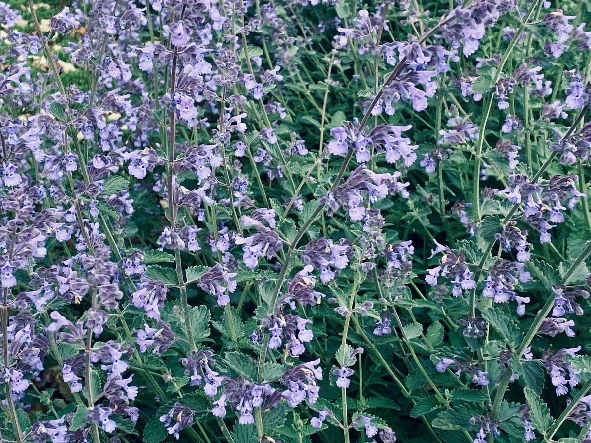 A serene image of fresh lemon balm leaves on a wooden table with text overlay reading 'Mood Matters'