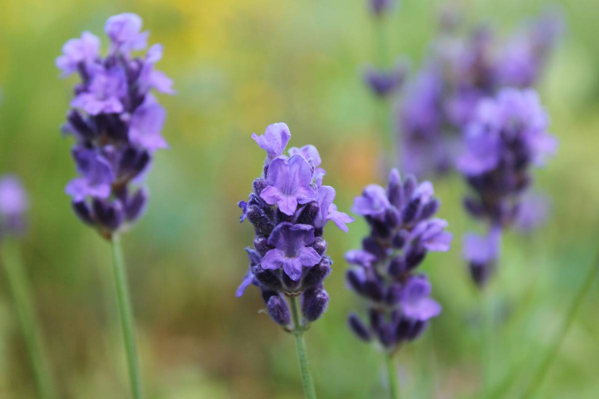 Infographic showing the link between poor sleep and weight gain