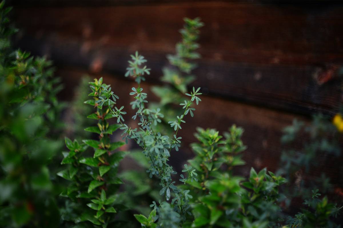 Is Lemon Balm the Sleep Support Herb You’ve Been Searching For?