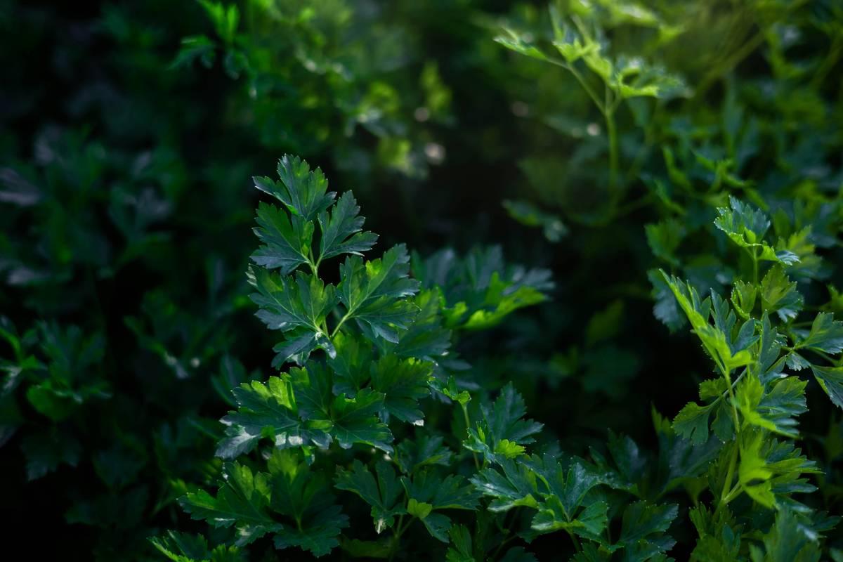Lemon balm plant growing in a sunny garden