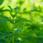 Unlocking Lemon Herb Peace: How This Calming Plant Can Boost Your Weight Loss Journey