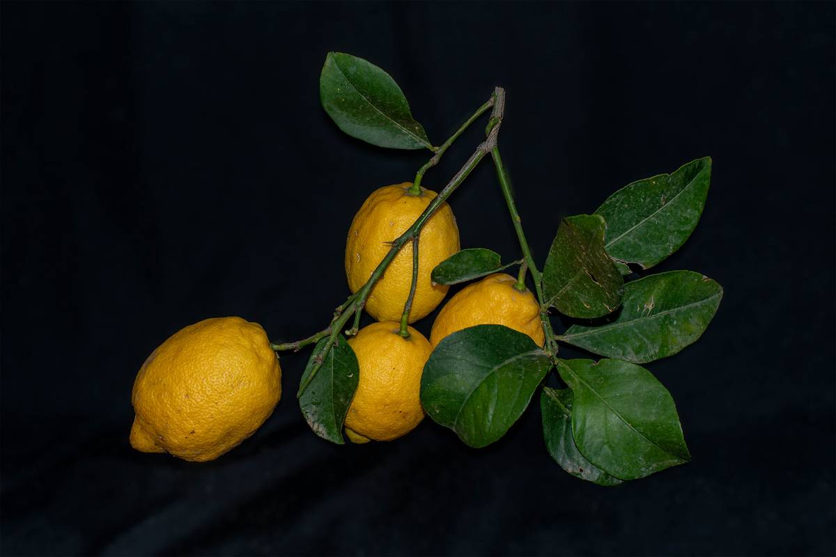 Why Lemon Herb Soothing Could Be Your Secret Weapon for Weight Loss